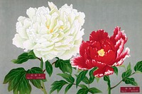 Japanese white & red peony flowers, vintage floral print from The Picture Book of Peonies by the Niigata Prefecture, Japan. Digitally enhanced from our own original 1939 edition of the woodblock prints folio. 