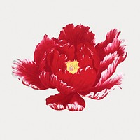 Peony flower clipart, red botanical floral design psd