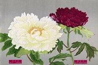 Vintage peony flowers in white & fuchsia, print from The Picture Book of Peonies by the Niigata Prefecture, Japan. Digitally enhanced from our own original 1939 edition of the woodblock prints folio. 