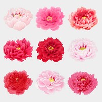 Peony flower clipart, pink botanical floral design vector set