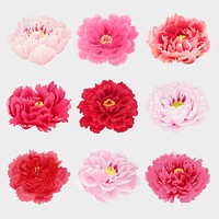 Aesthetic peony flower sticker, floral clipart psd set