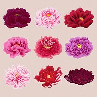 Beautiful peony flower design element, aesthetic botanical style psd set