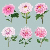 Pink peony sticker, Japanese botanical flower design element psd set