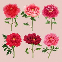 Peony flower clipart, red botanical floral design psd set