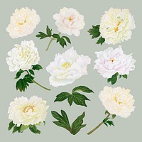 Aesthetic peony flower sticker, floral clipart vector set