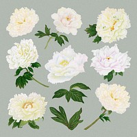 Aesthetic peony flower sticker, floral clipart psd set