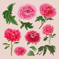 Beautiful peony flower design element, aesthetic botanical style vector set