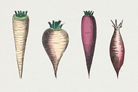 Root vegetable psd set, remix from artworks by by Marcius Willson and N.A. Calkins