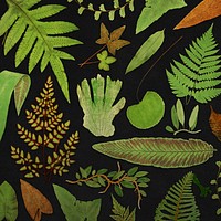 Various fern leaves template