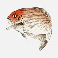 Tai (Red Seabream) fish by Kōno Bairei (1844-1895). Digitally enhanced from our own original 1913 edition of Bairei Gakan.