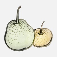 Asian pears by Kōno Bairei (1844-1895). Digitally enhanced from our own original 1913 edition of Bairei Gakan.
