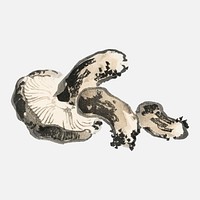 Shitake mushroom by Kōno Bairei (1844-1895). Digitally enhanced from our own original 1913 edition of Bairei Gakan.