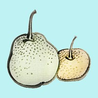 Asian pears by Kōno Bairei (1844-1895). Digitally enhanced from our own original 1913 edition of Bairei Gakan.
