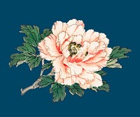 Pink rose by Kōno Bairei (1844-1895). Digitally enhanced from our own original 1913 edition of Bairei Gakan.