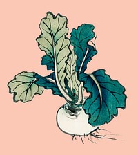 Radish by Kōno Bairei (1844-1895). Digitally enhanced from our own original 1913 edition of Bairei Gakan.
