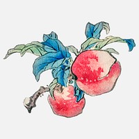 Peaches by Kōno Bairei (1844-1895). Digitally enhanced from our own original 1913 edition of Bairei Gakan.