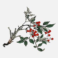 Firethorns by Kōno Bairei (1844-1895). Digitally enhanced from our own original 1913 edition of Bairei Gakan.