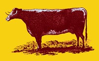 Vintage cow illustration