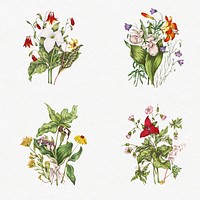 Set of antique Canadian wild flowers illustration