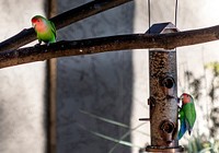 Peach-faced lovebirds enjoy a free meal in the courtyard of a home in Paradise Valley, neighboring Phoenix in Maricopa County, Arizona.