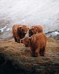 Scottish highland calves in the field
