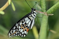 Butterfly on fresh green branch