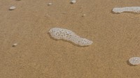 Foam bubbles water on the beach