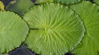 Round green water lily leaves in pond