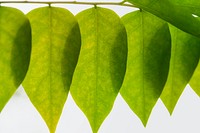 Star gooseberry leaves texture macro photography