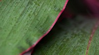 Beautiful green and pink Ti or Cordyline leaves macro photography