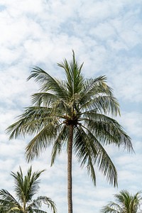 Coconut palm trees with cloudy sky background