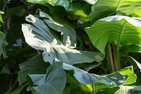 Monstera deliciosa plant leaves in a garden
