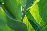 Calathea lutea leaves in nature light background