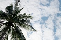 Coconut palm leaves on cloudscape background