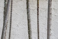 Tropical trees on on a concrete wall background