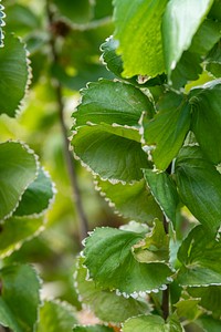 Natural green Acalypha Wilkesiana leaves