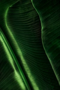 Close up of big green banana leaves