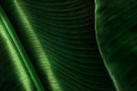 Close up of a big green banana leaf