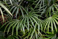 Tropical green palm leaves background