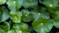 Green leafy pennyworth background