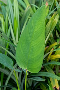 Calathea lutea leaves