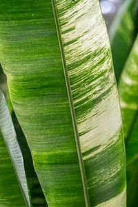 Bird of paradise or crane flower leaves in natural light macro photography