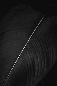 Bird of paradise or crane flower leaves in color effect macro photography