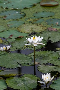White waterlily tropical night blooming flowers