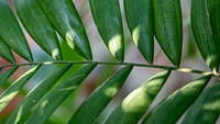 Green Areca catechu leaves and branch in sunlight