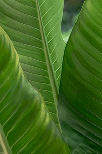 Bird of paradise or crane flower leaves in natural light macro photography