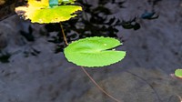 Round green water lily leaves in pond