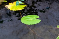 Round green water lily leaves in pond