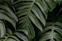 Wet Monstera deliciosa plant leaves in a garden