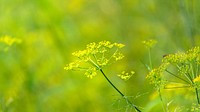 Natural yellow dill flowers in a field
